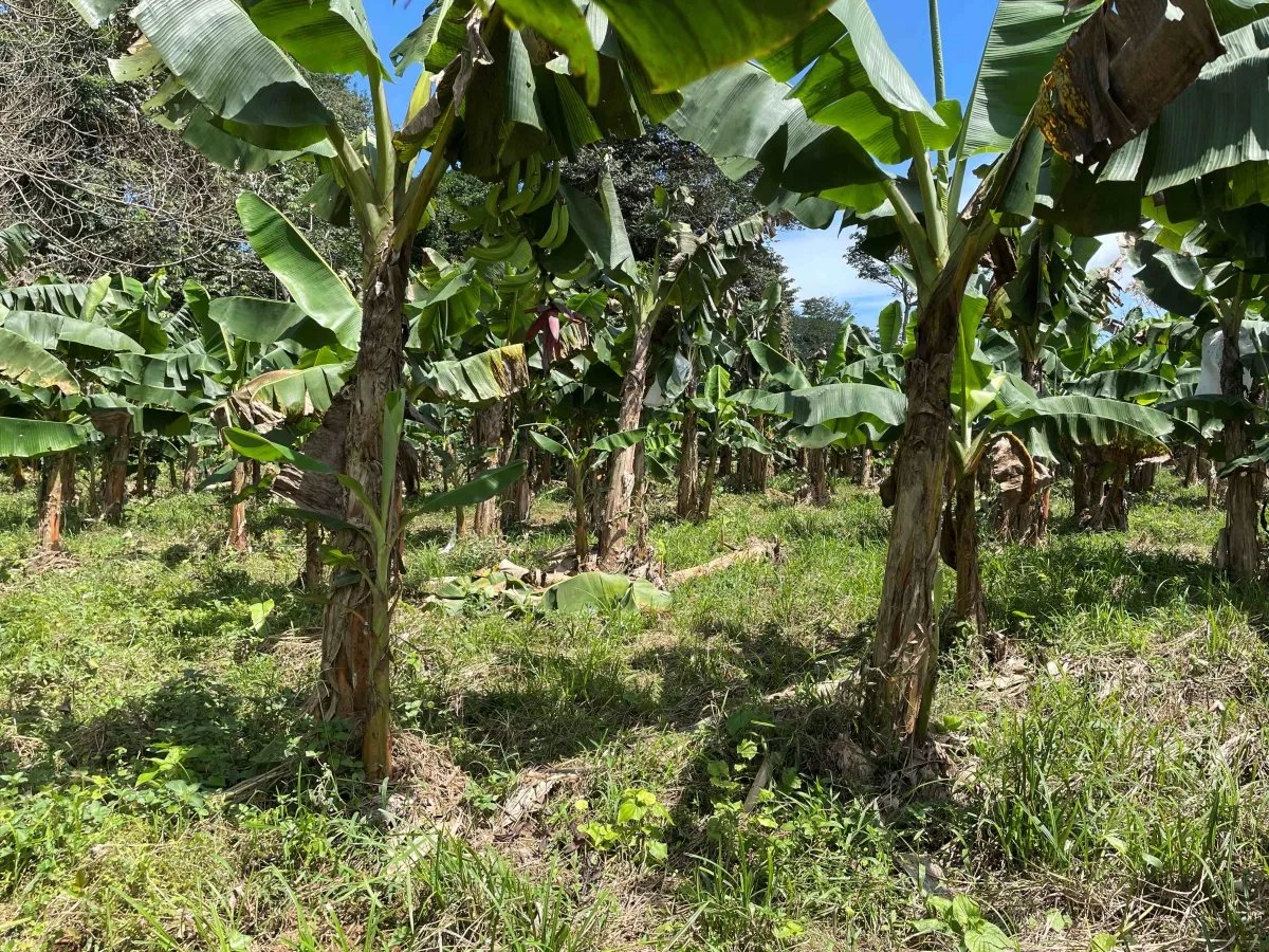 Cocoa and plantain plantation - 1464 hectares fertile land in Cuango