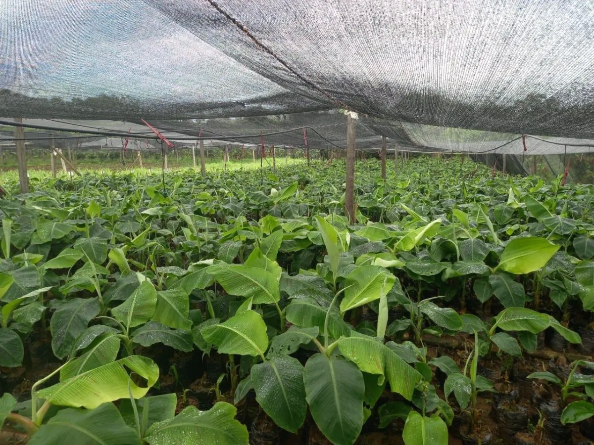 Cocoa and plantain plantation - 1464 hectares fertile land in Cuango
