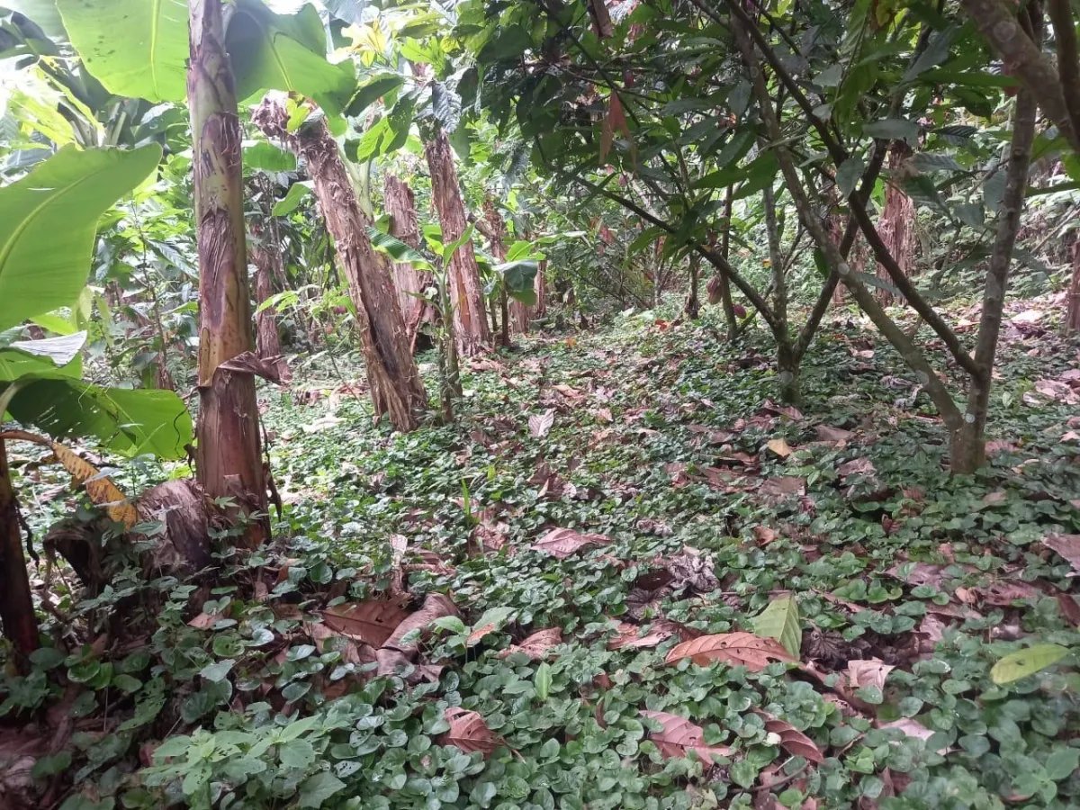 Cocoa and plantain plantation - 1464 hectares fertile land in Cuango