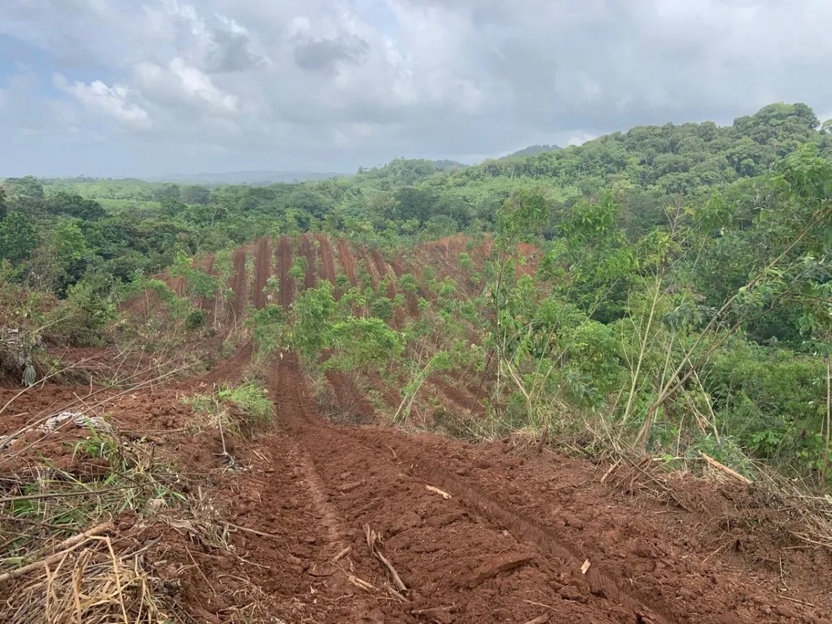 Cocoa and plantain plantation - 1464 hectares fertile land in Cuango