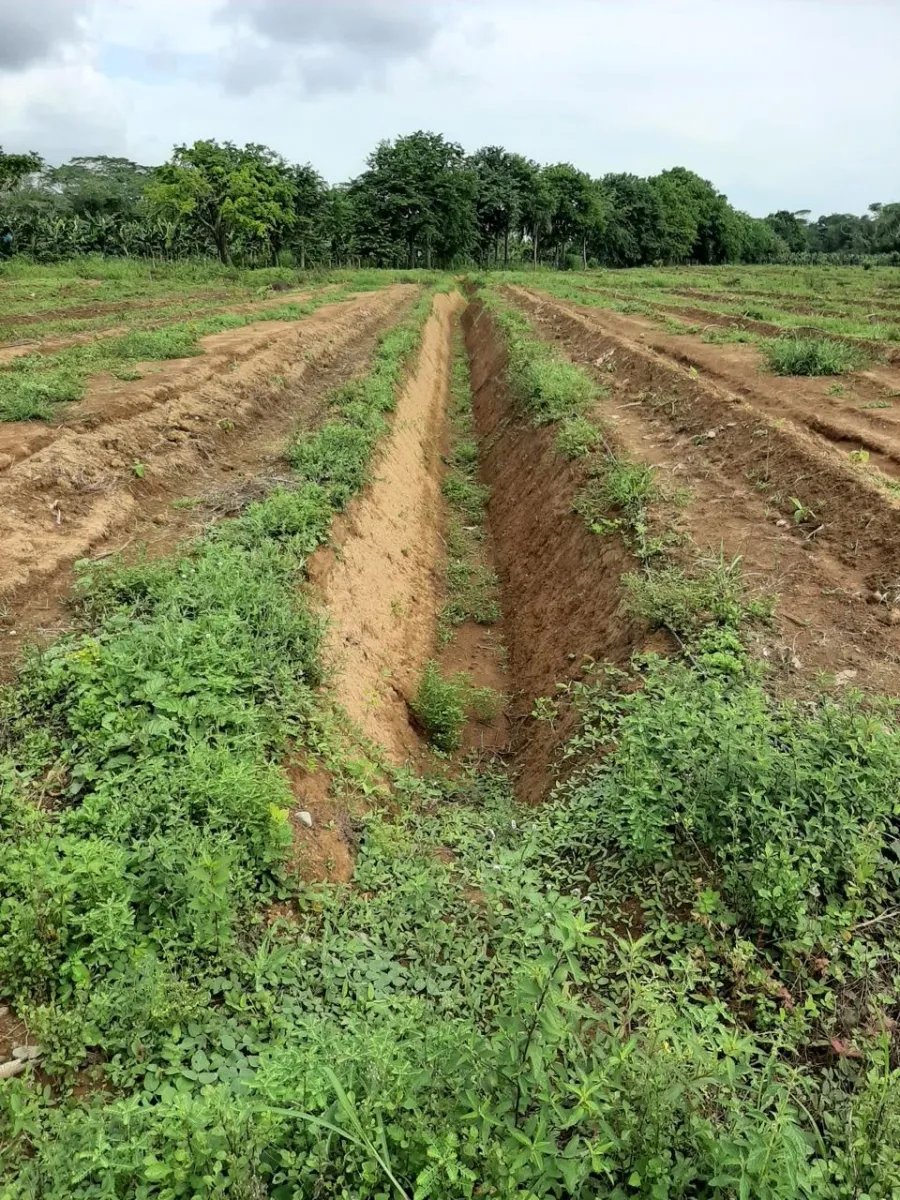 Cocoa and plantain plantation - 1464 hectares fertile land in Cuango