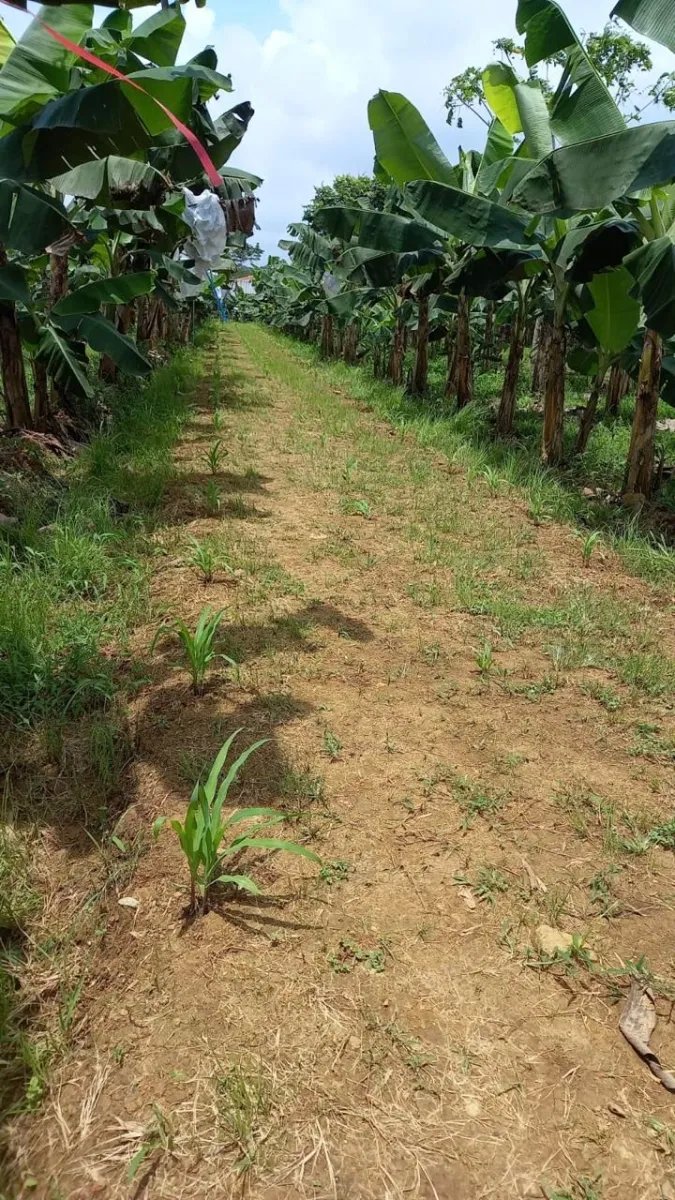 Cocoa and plantain plantation - 1464 hectares fertile land in Cuango