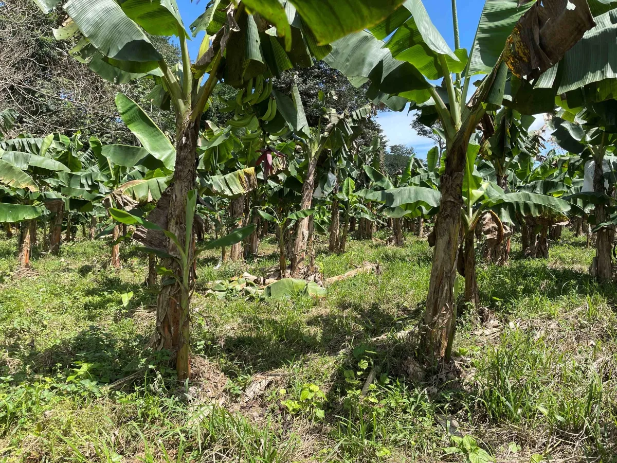 Plantación de cacao y plátano - 1464 hectáreas de tierra fértil en cuango