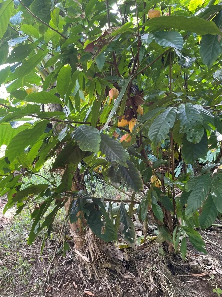Plantación de cacao y plátano - 1464 hectáreas de tierra fértil en cuango