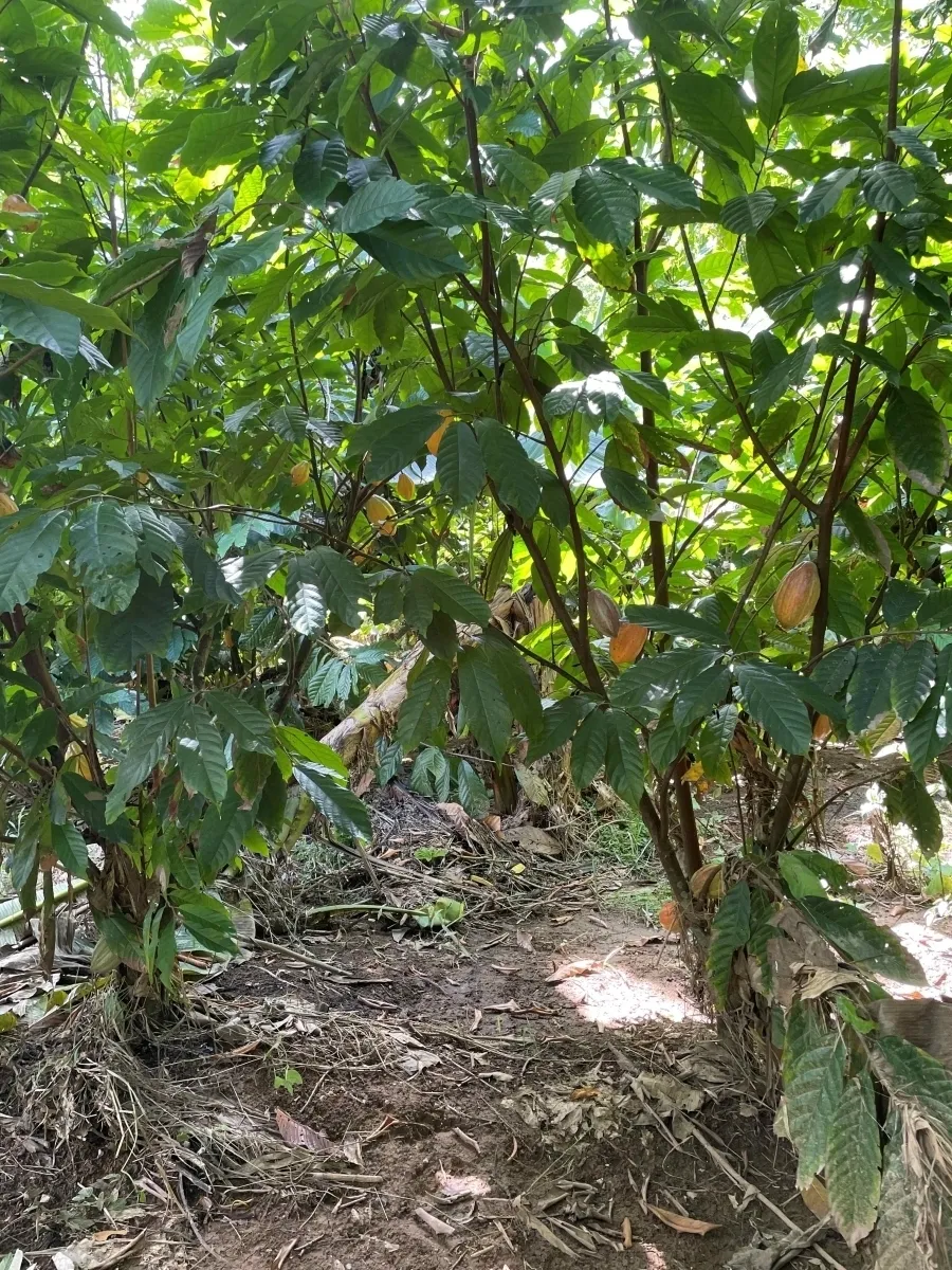 Plantación de cacao y plátano - 1464 hectáreas de tierra fértil en cuango