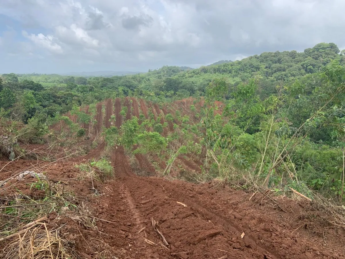 Plantación de cacao y plátano - 1464 hectáreas de tierra fértil en cuango