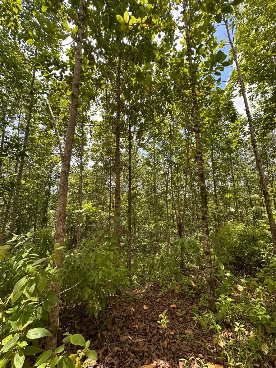 Plantación de cacao y plátano - 1464 hectáreas de tierra fértil en cuango