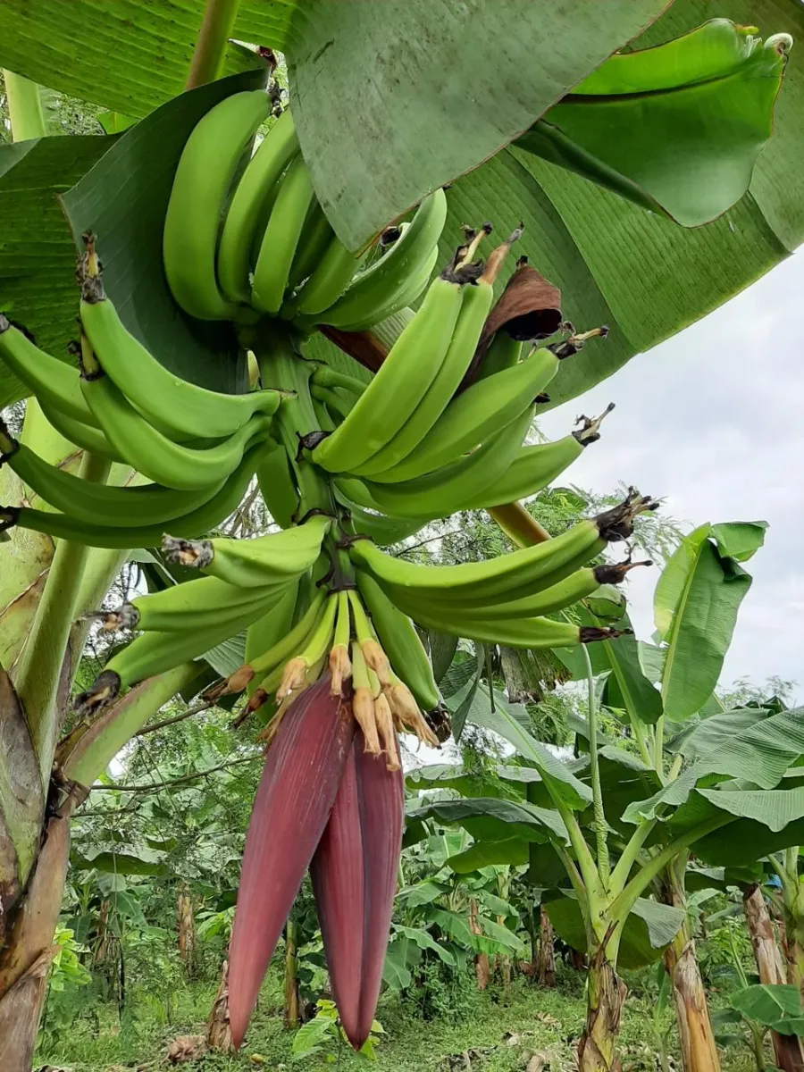 Plantación de cacao y plátano - 1464 hectáreas de tierra fértil en cuango