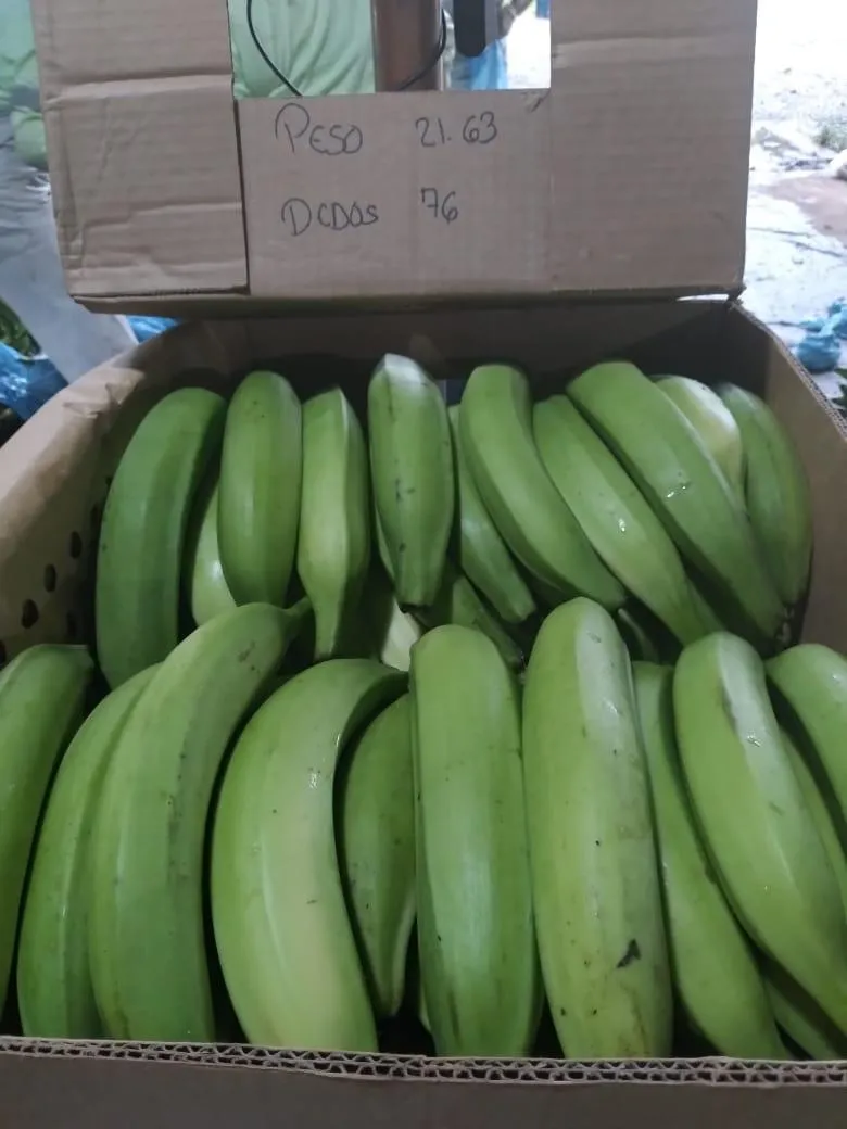 Plantación de cacao y plátano - 1464 hectáreas de tierra fértil en cuango
