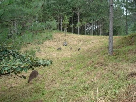 Lote hermoso en el area de valencia, altos del maria. precio reducido y negociable!