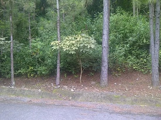 Lote de medio acre en deseable sub divisi