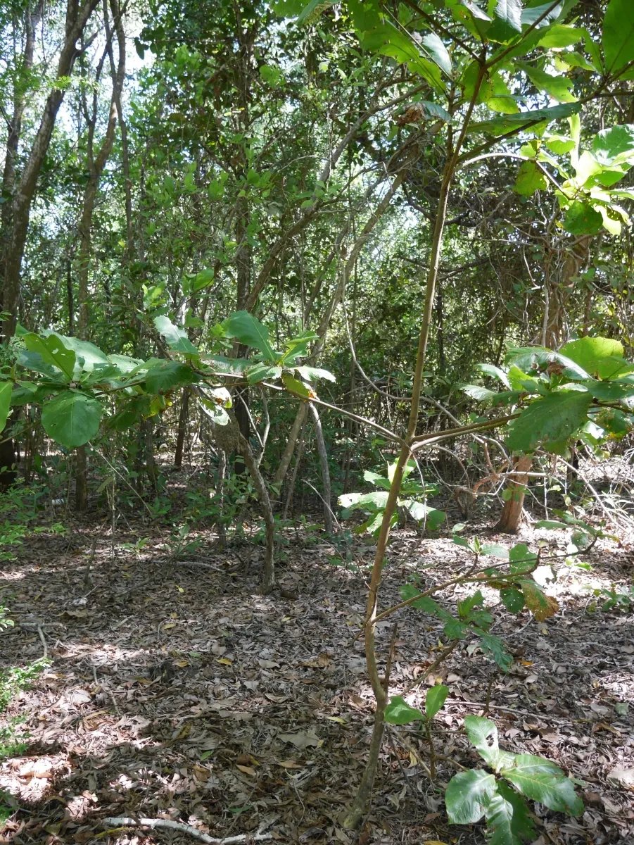 Dos lotes de playa en playa nanzal, san lorenzo, chiriqui