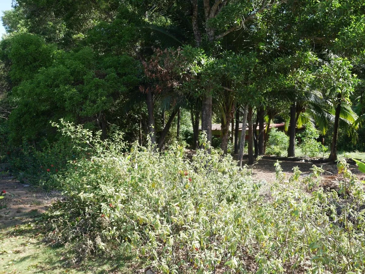 Dos lotes de playa en playa nanzal, san lorenzo, chiriqui