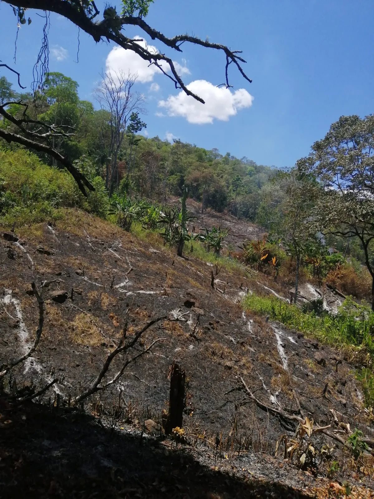Venta de finca ganadera en veraguas, sector la pifa