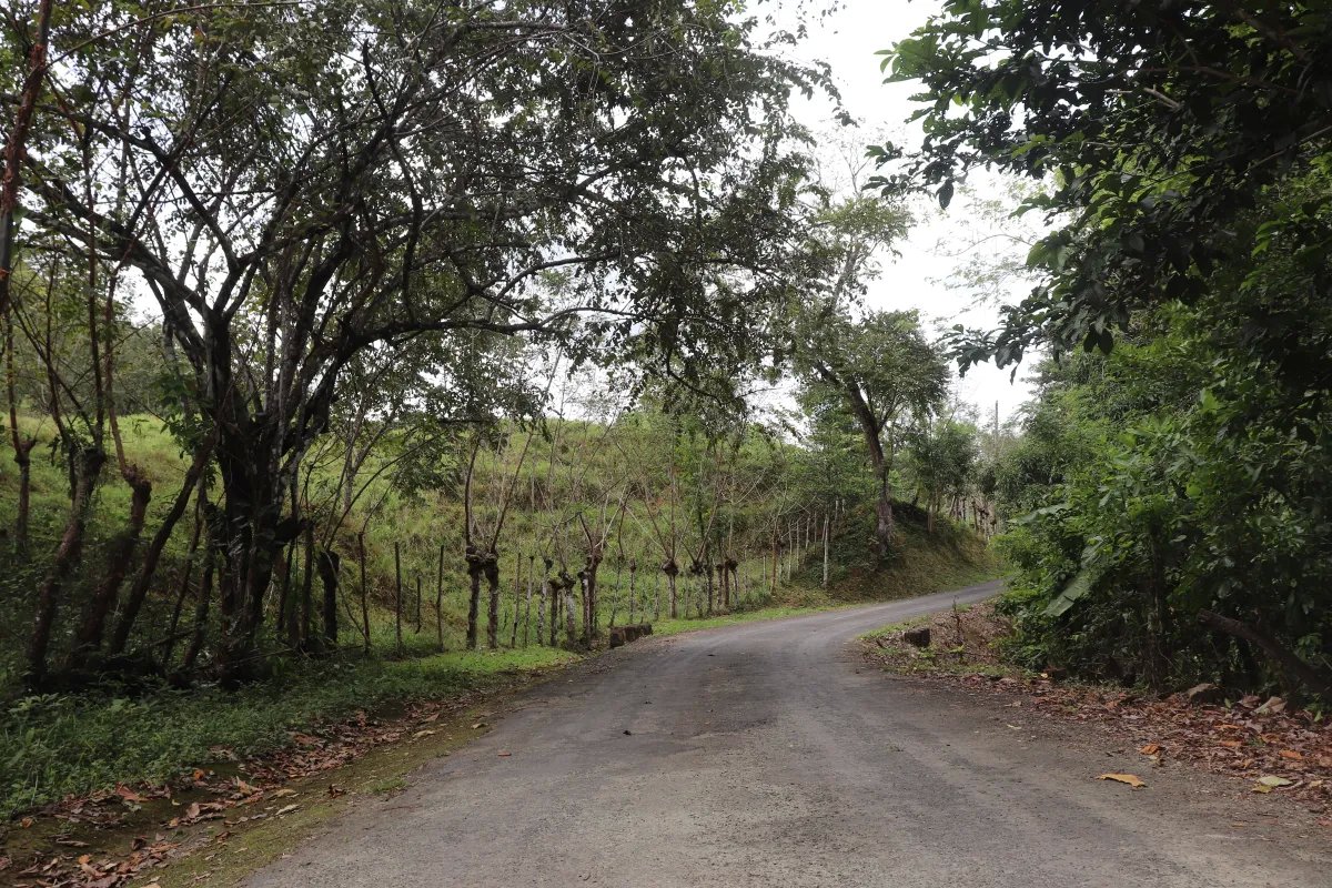 Venta de finca  el loro, vía las tablas / tonosí