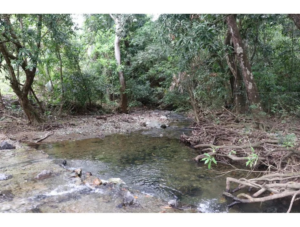 Venta de finca  el loro, vía las tablas / tonosí