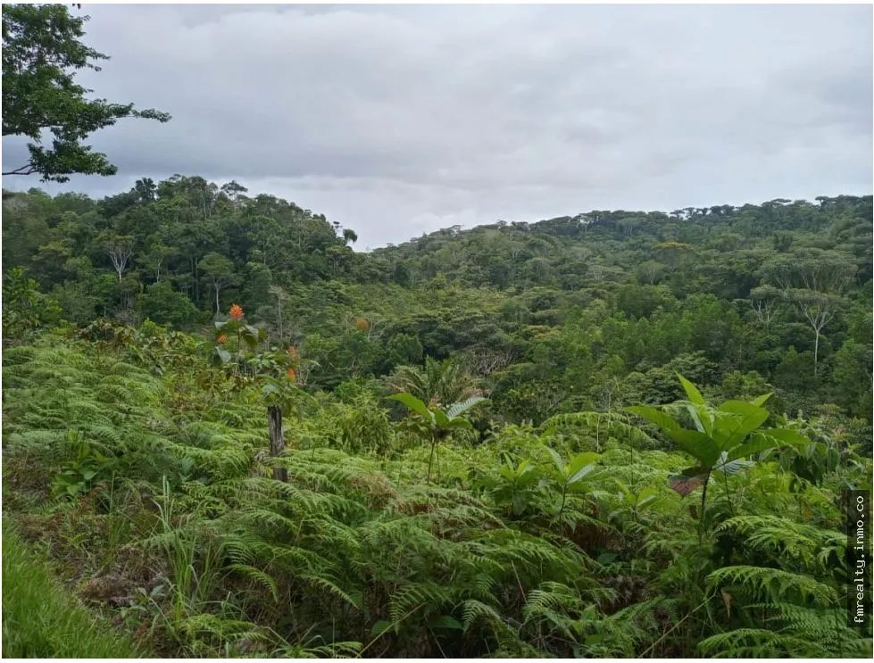 Se vende finca en ciri de los sotos capira panama