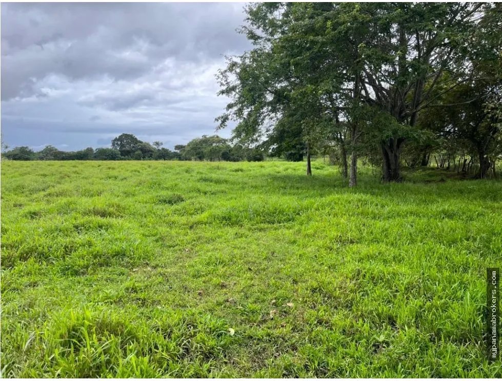 Se vende finca en pedasí, los santos