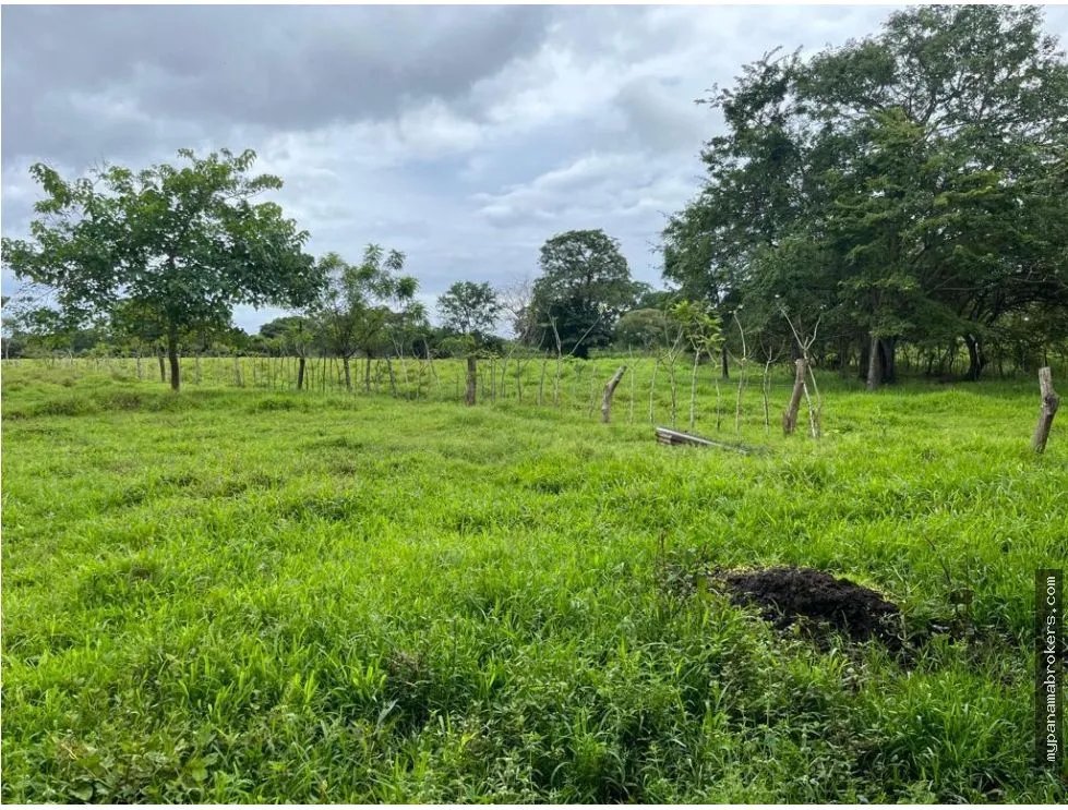 Se vende finca en pedasí, los santos