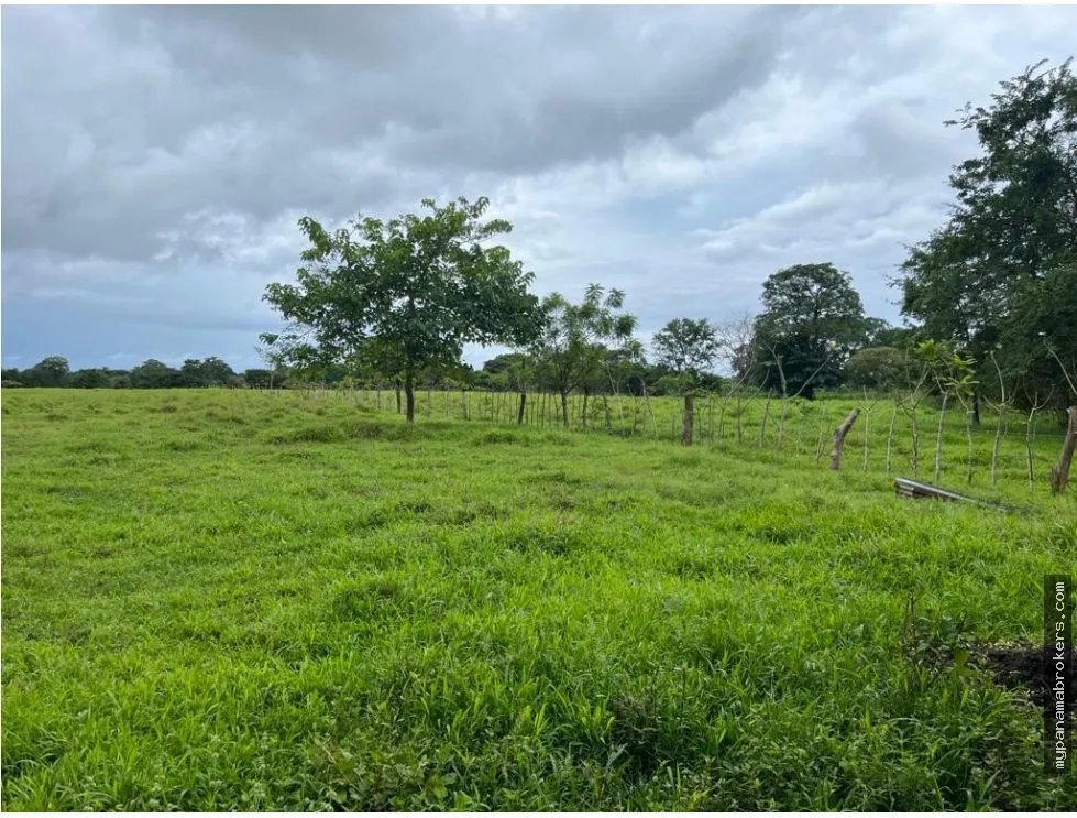 Se vende finca en pedasí, los santos