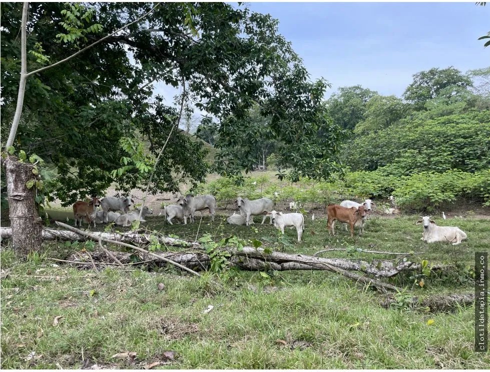 Se vende finca en viento frío, santa isabel