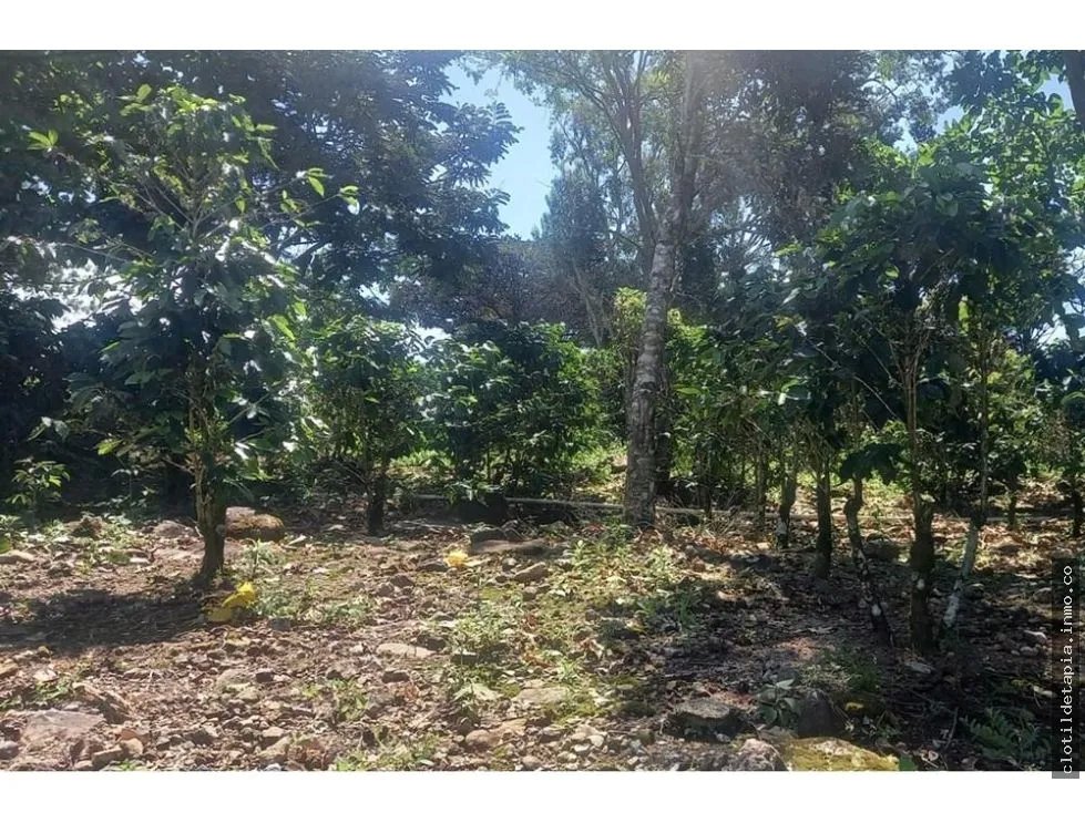 Se vende finca cafetera en alto boquete, chiriquí