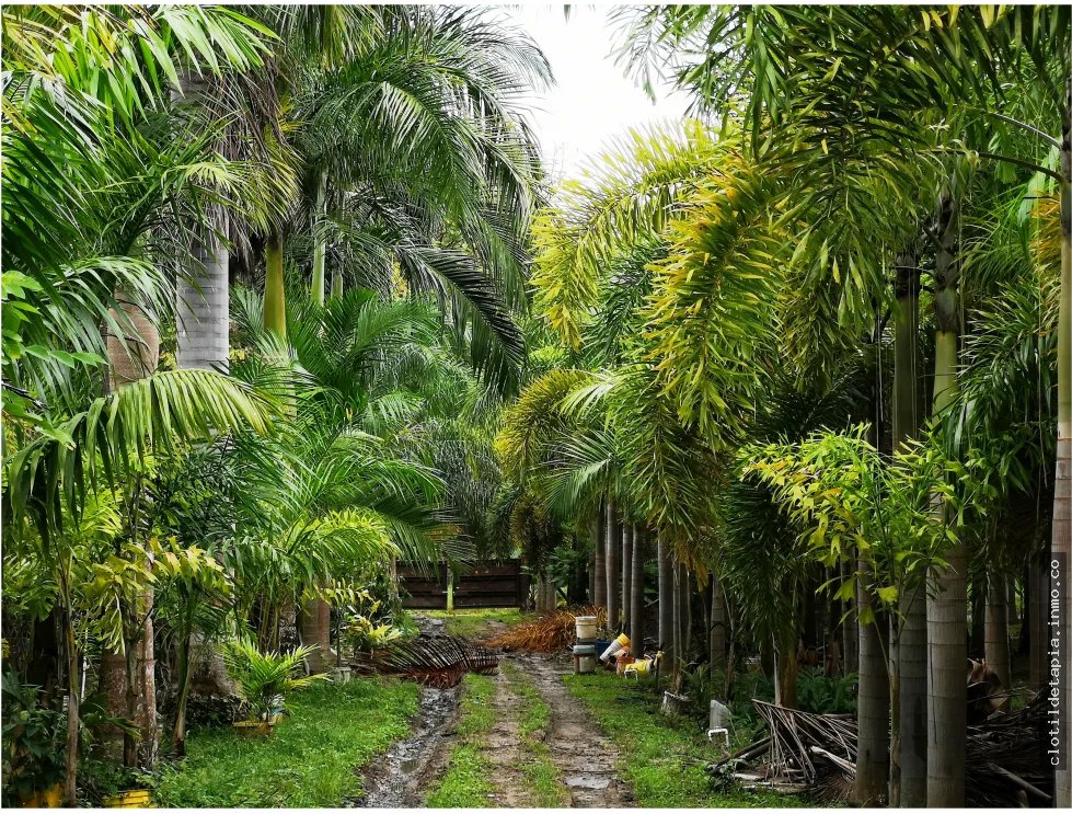 Se vende casa con plantación, nueva gorgona, chame