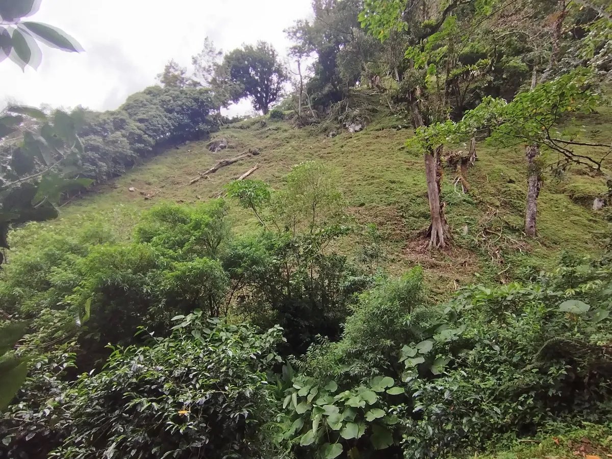 Finca de Cafe en Boquete | Los Naranjos Chiriqui Panamá | $15,000,000