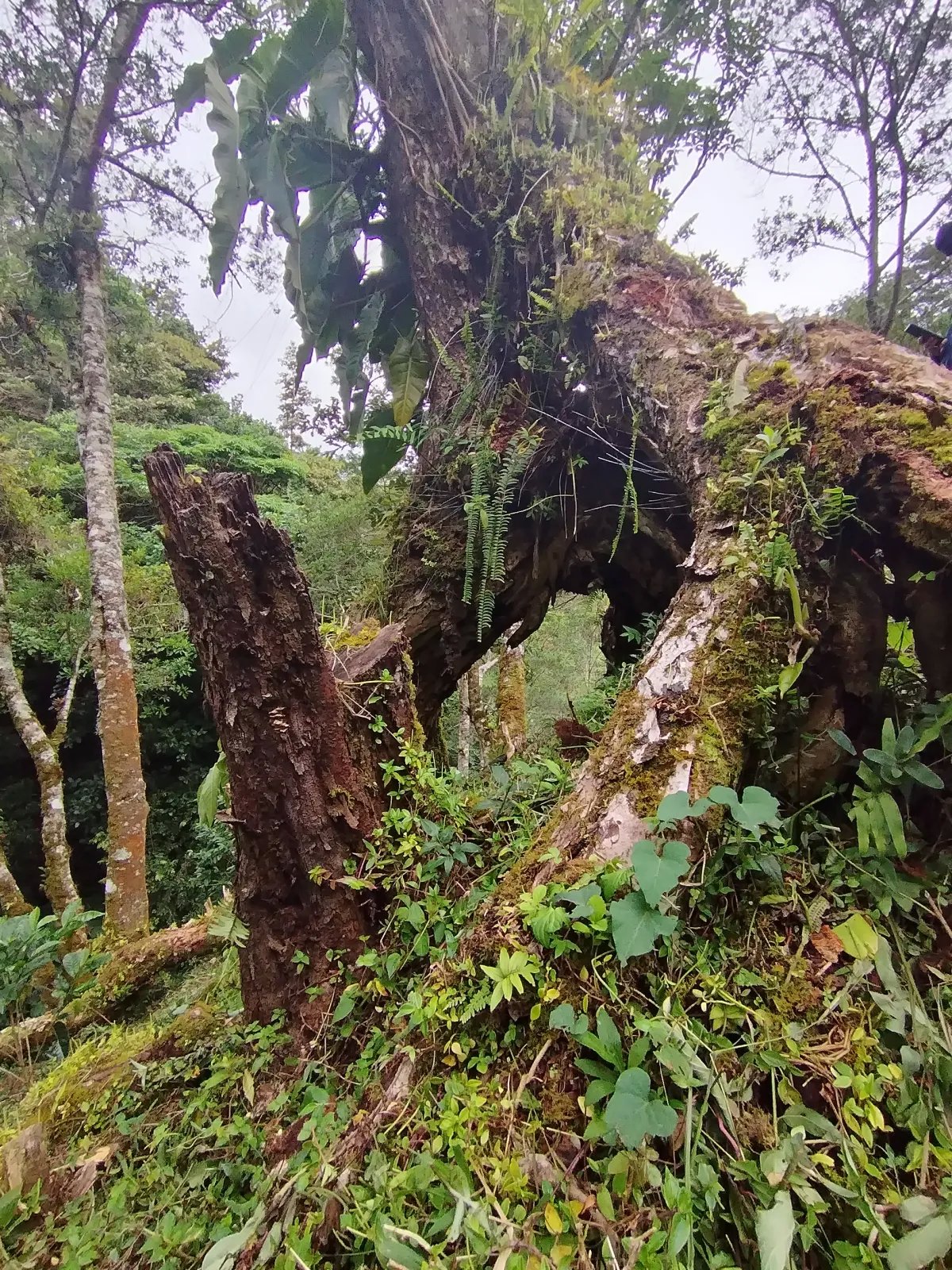 Finca de Cafe en Boquete | Los Naranjos Chiriqui Panamá | $15,000,000