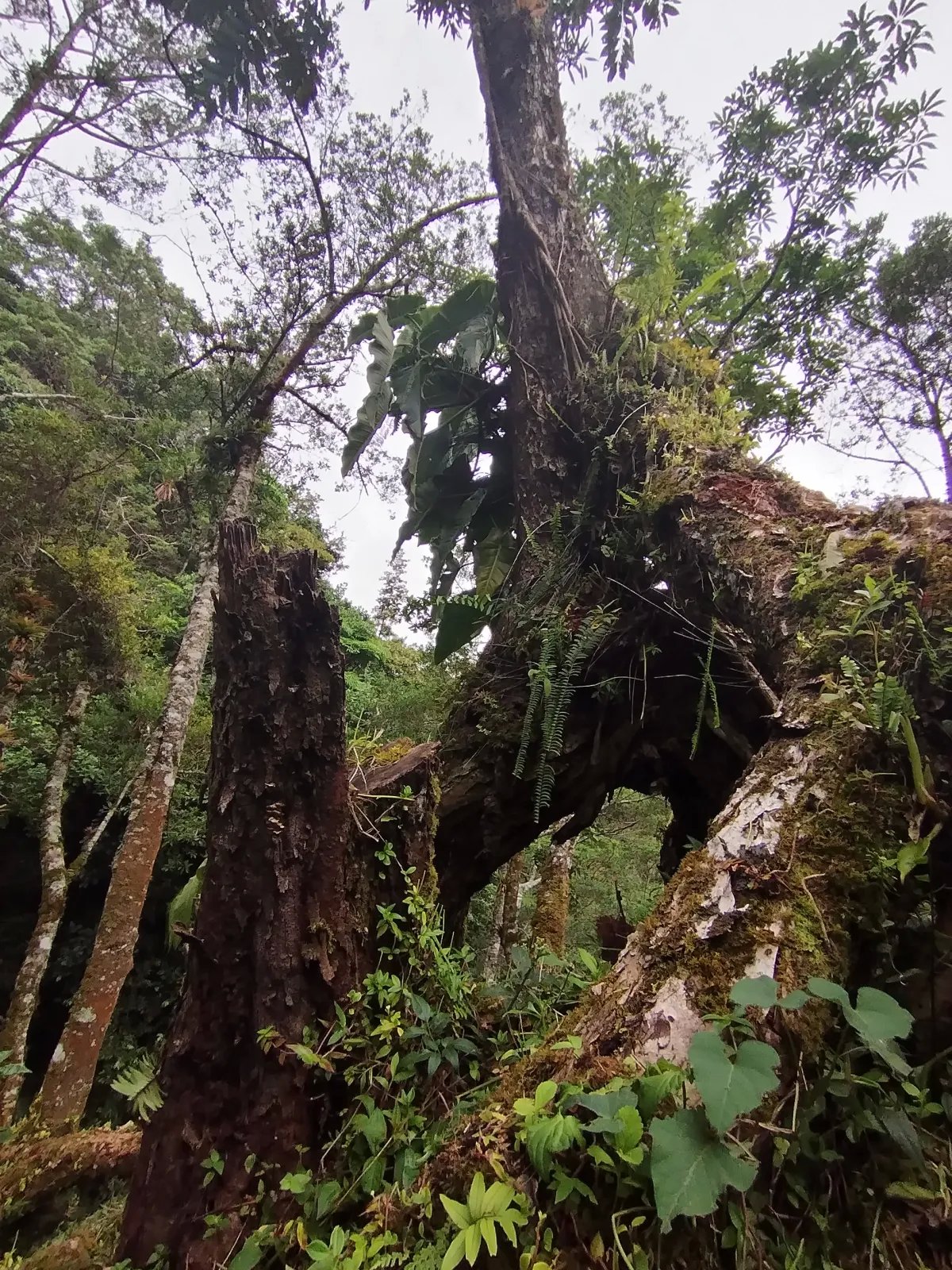 Finca de Cafe en Boquete | Los Naranjos Chiriqui Panamá | $15,000,000