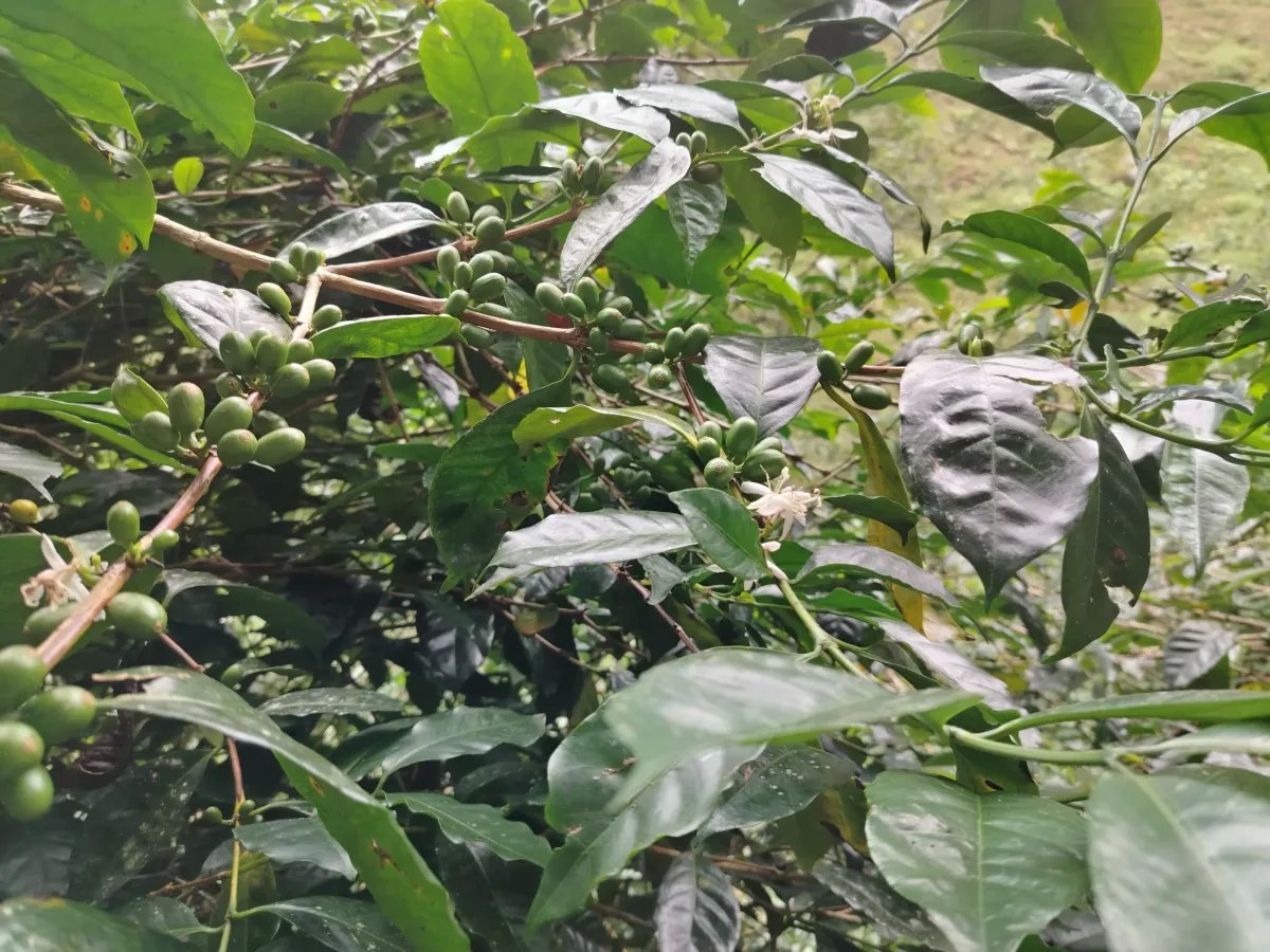 Finca de Cafe en Boquete | Los Naranjos Chiriqui Panamá | $15,000,000
