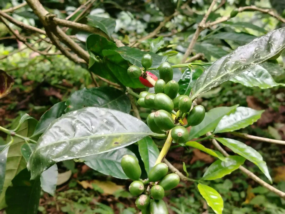 Finca de Cafe en Boquete | Los Naranjos Chiriqui Panamá | $15,000,000