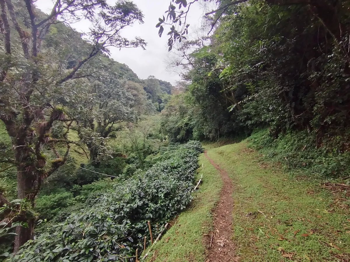 Finca de Cafe en Boquete | Los Naranjos Chiriqui Panamá | $15,000,000