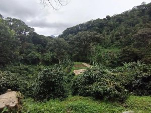 143126 - Boquete - lots