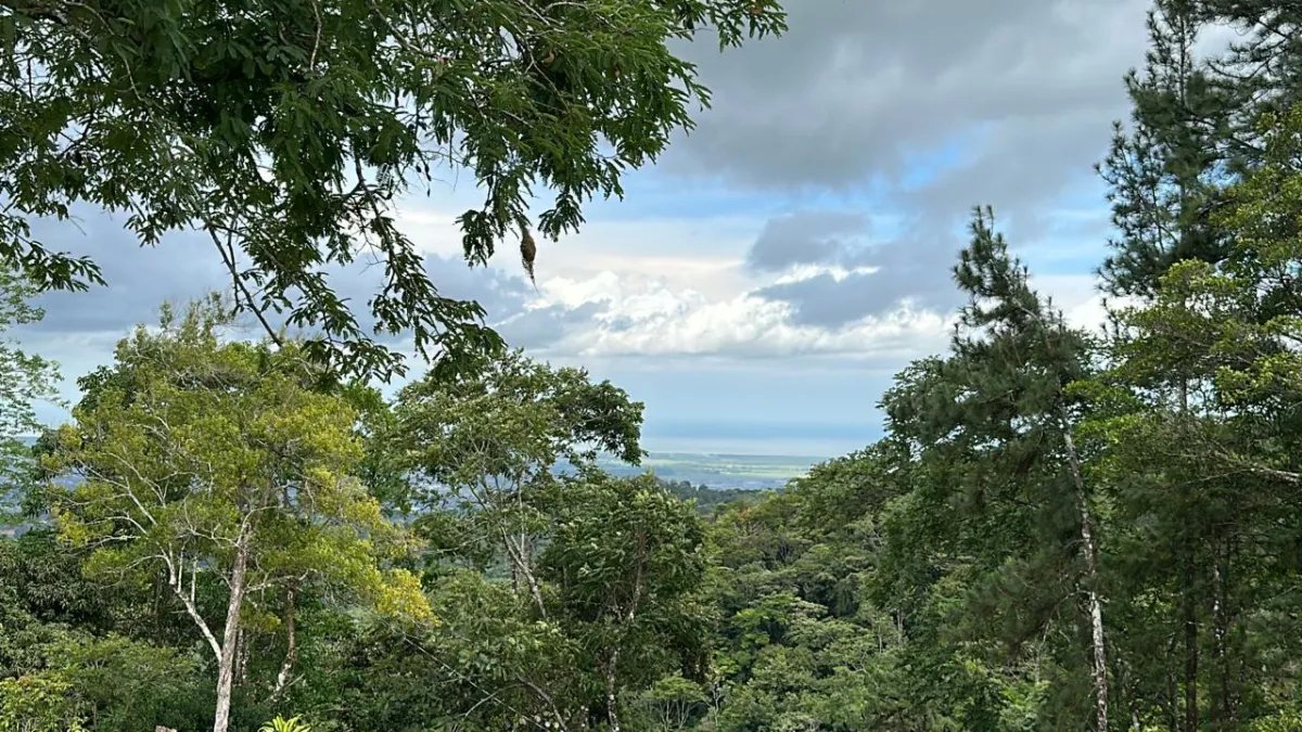 71 Hectares in Cerro Azul with River & Road Access | $1/m²