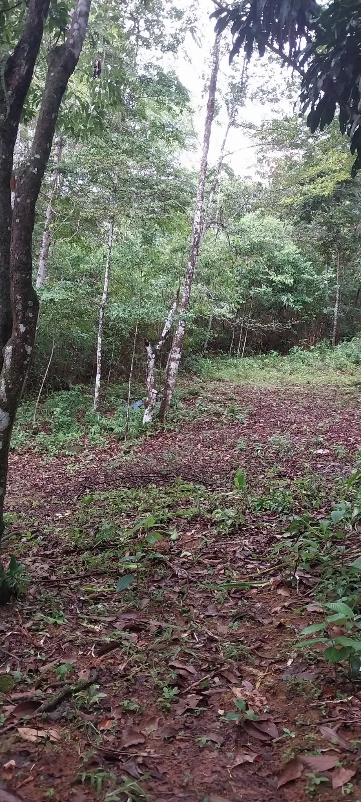 Terreno Ideal para Desarrollo en Altos de Tocumen con Vista Panorámica a la Ciudad