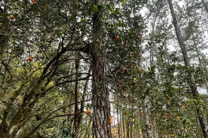 Se vende terreno con cabaña en Altos de Cerro Azul, Chilibre