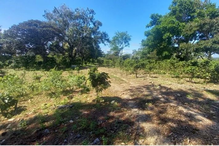 Se vende finca cafetera en Alto Boquete, Chiriquí