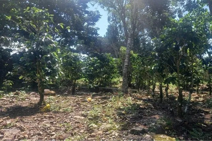Se vende finca cafetera en Alto Boquete, Chiriquí