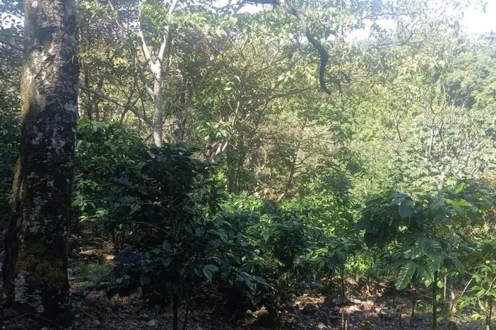 Se vende finca cafetera en Alto Boquete, Chiriquí