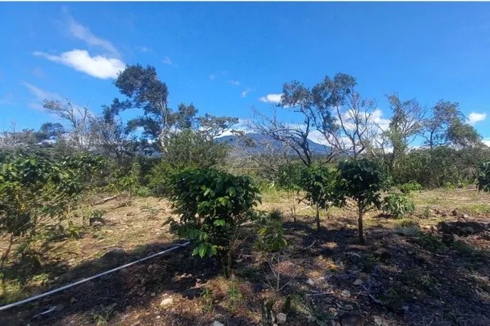 Se vende finca cafetera en Alto Boquete, Chiriquí