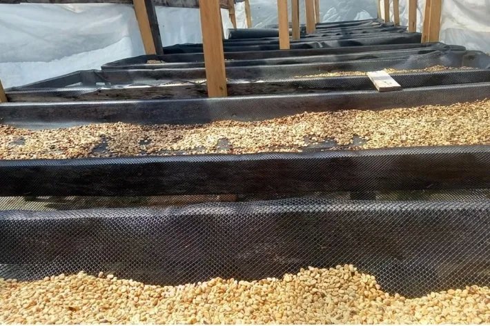 Se vende finca cafetera en Alto Boquete, Chiriquí