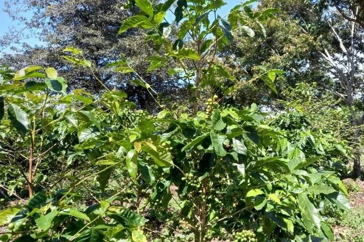Se vende finca cafetera en Alto Boquete, Chiriquí