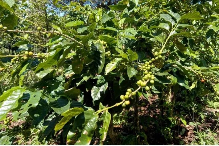 Se vende finca cafetera en Alto Boquete, Chiriquí