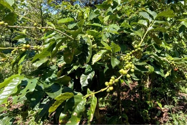 Se vende finca cafetera en Alto Boquete, Chiriquí