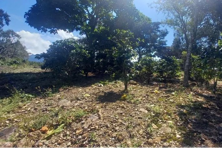 Se vende finca cafetera en Alto Boquete, Chiriquí