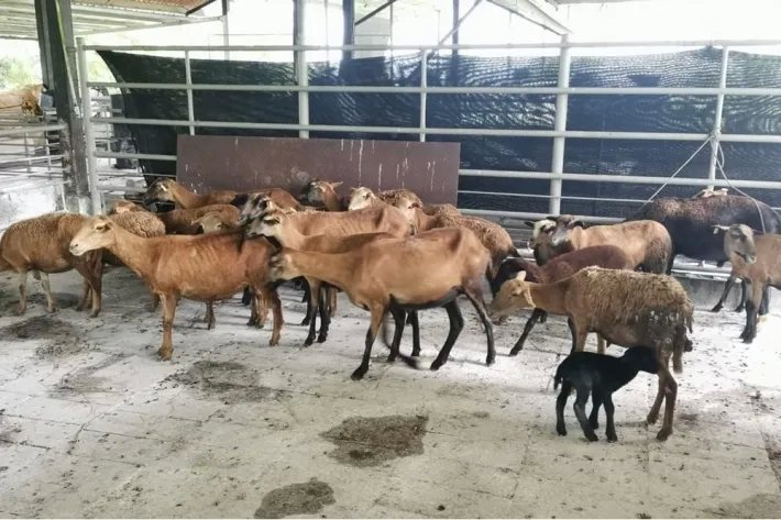 Se vende terreno en La Chorrera, El Espino