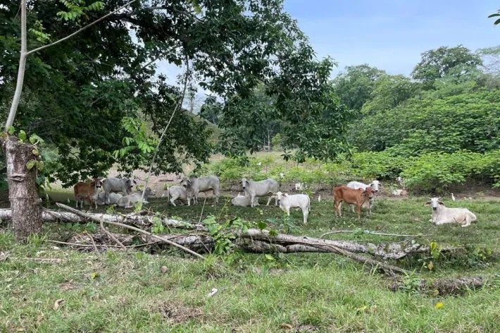 Se vende finca en Viento Frío, Santa Isabel