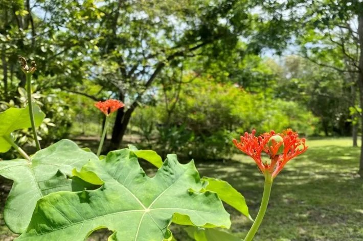 Se vende finca con cabañas en San Carlos