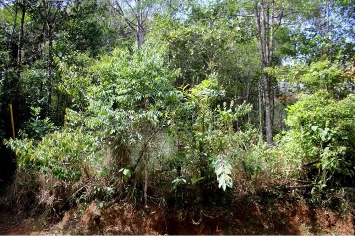 Venta de terreno en Altos de Cerro Azul, Panamá